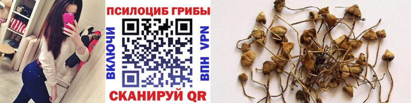 Галлюциногенные грибы GOLDEN TEACHER  блэк спрут зеркало  Тавда 